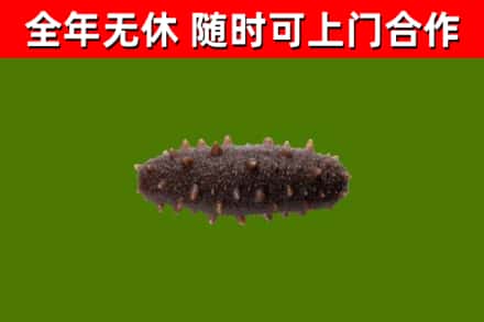 天柱县烟酒回收干海参.jpg